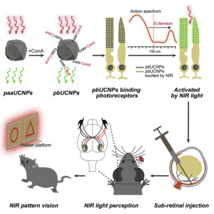 New Research Gives Mice Nightvision Super Powers New Research Gives Mice Nightvision Super Powers