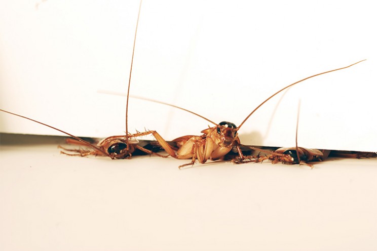Scientists Look to Cockroaches to Build Better Crawling and Climbing Robots Scientists Look to Cockroaches to Build Better Crawling and Climbing Robots