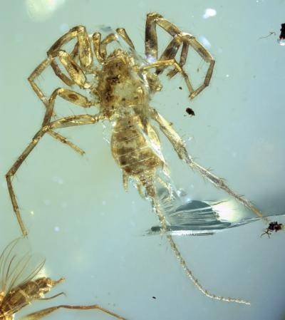 Researchers Discover 100-Million-Year-Old Spider with Tail 'Frozen' in Amber
