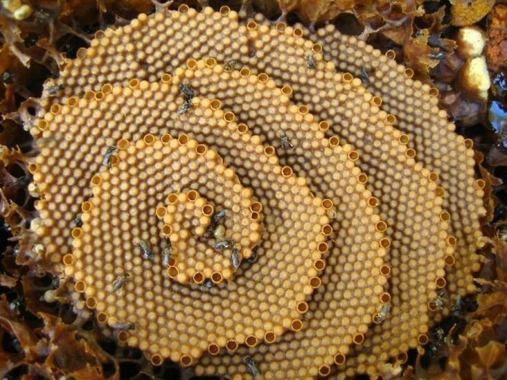 Australian Stingless Bees Build Stunning Spiral Hives and No One's Quite Sure Why Australian Stingless Bees Build Stunning Spiral Hives and No One's Quite Sure Why