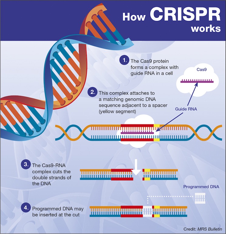 Gene-Editing Tool CRISPR Could Help Doctors Kill Cancer Cells Gene-Editing Tool CRISPR Could Help Doctors Kill Cancer Cells