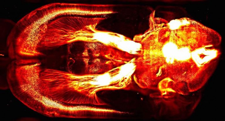New Virtual Reality Technology Allows Scientists to 'Walk Through' Brains New Virtual Reality Technology Allows Scientists to 'Walk Through' Brains
