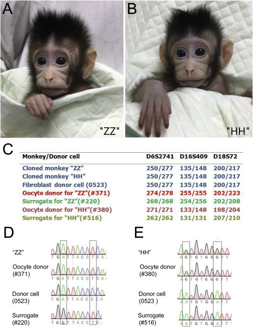 Scientists Clone Monkeys for the First Time, Getting Closer to Cloning Human Beings Scientists Clone Monkeys for the First Time, Getting Closer to Cloning Human Beings