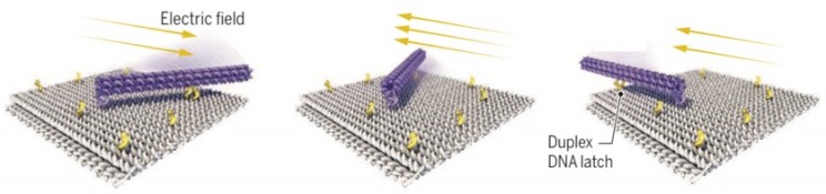 Scientists Create Remote-Controlled DNA Robot Arms That Are Ultrafast