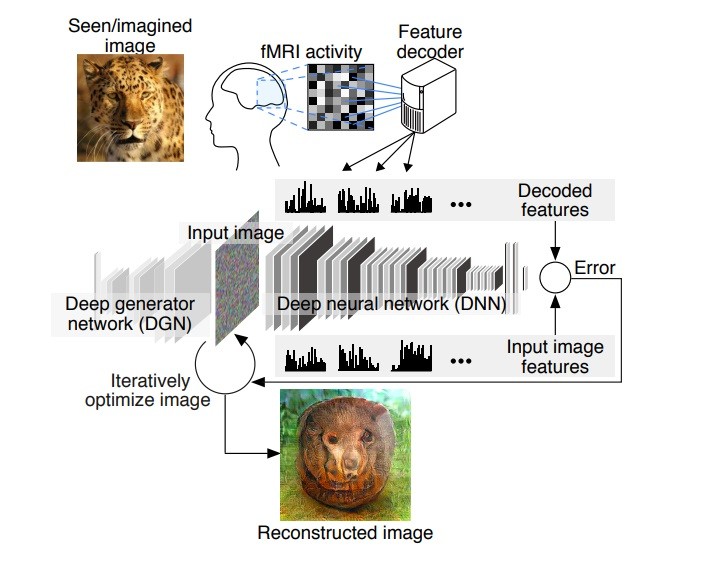 Researchers Develop Neural Network with Remarkable Mind-Reading Capabilities Researchers Develop Neural Network with Remarkable Mind-Reading Capabilities