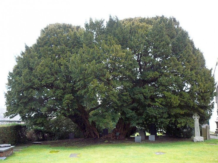 The Oldest Trees Llangernyw Yew
