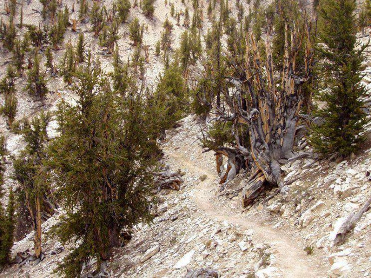 The Oldest Trees Methuselah
