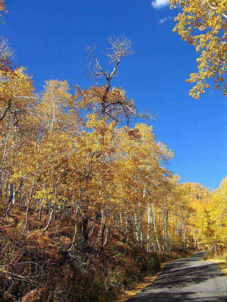 The Oldest Trees Pando