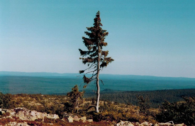 The Oldest Trees Spruce