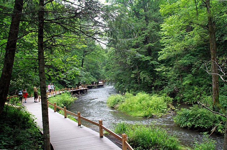 China Wants to Plant Massive Forest the Size of Ireland to Aid in Conservation Efforts