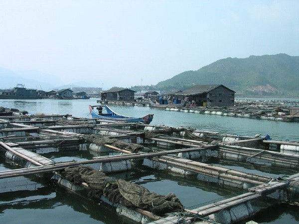 These Massive Floating Fish Farms in China Provide Most of the World's Seafood