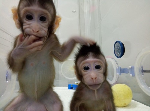 Scientists Clone Monkeys for the First Time, Getting Closer to Cloning Human Beings Scientists Clone Monkeys for the First Time, Getting Closer to Cloning Human Beings