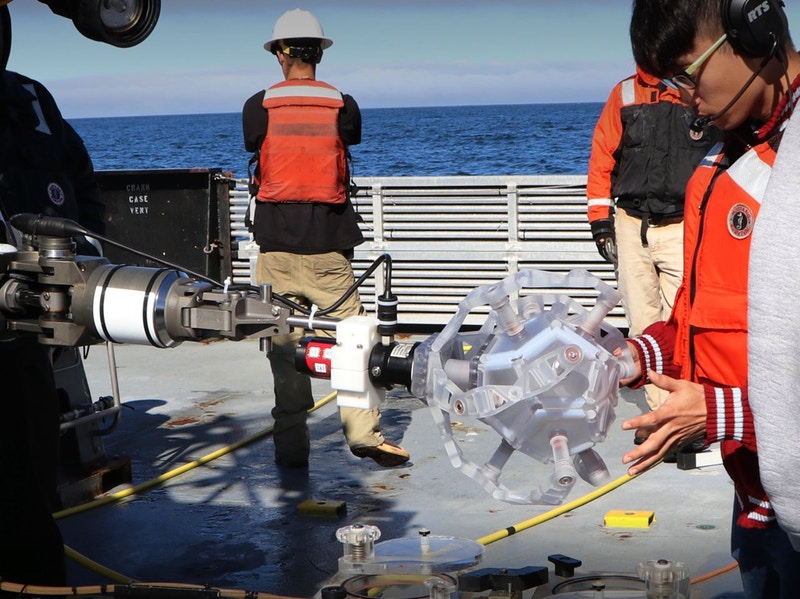 This Pokéball-Like Device Handles Delicate Sea Creatures Without Harming Them This Pokéball-Like Device Handles Delicate Sea Creatures Without Harming Them