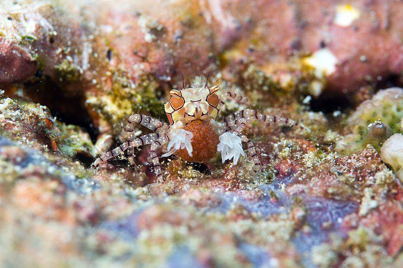 11 of the Greatest Defense Mechanisms in Nature 11 of the Greatest Defense Mechanisms in Nature