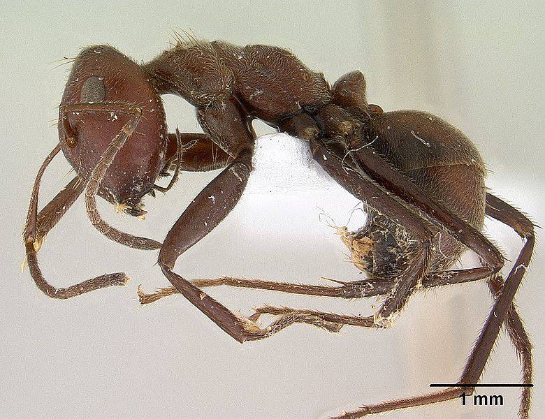 11 of the Greatest Defense Mechanisms in Nature 11 of the Greatest Defense Mechanisms in Nature