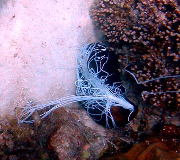 11 of the Greatest Defense Mechanisms in Nature 11 of the Greatest Defense Mechanisms in Nature