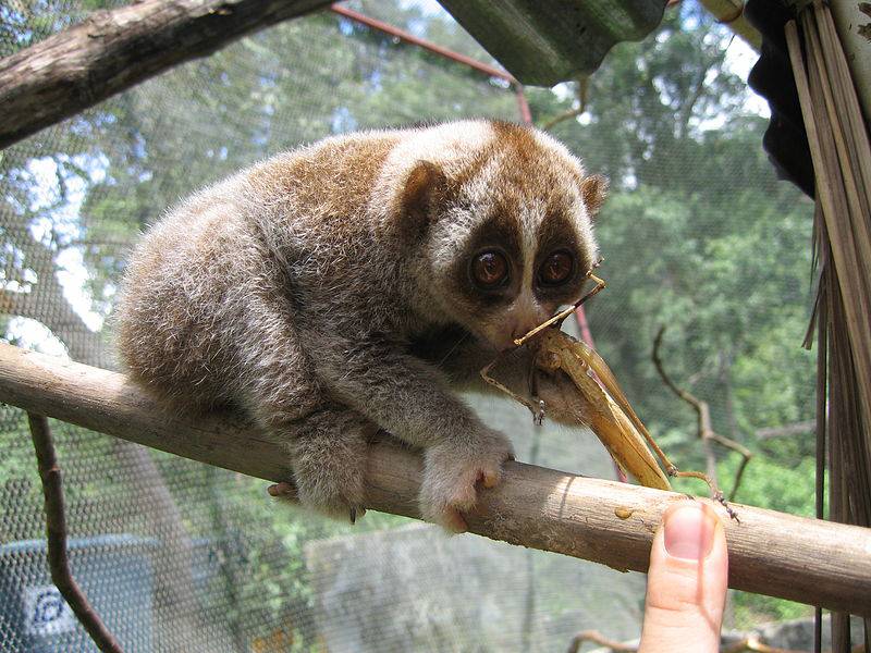 11 of the Greatest Defense Mechanisms in Nature 11 of the Greatest Defense Mechanisms in Nature