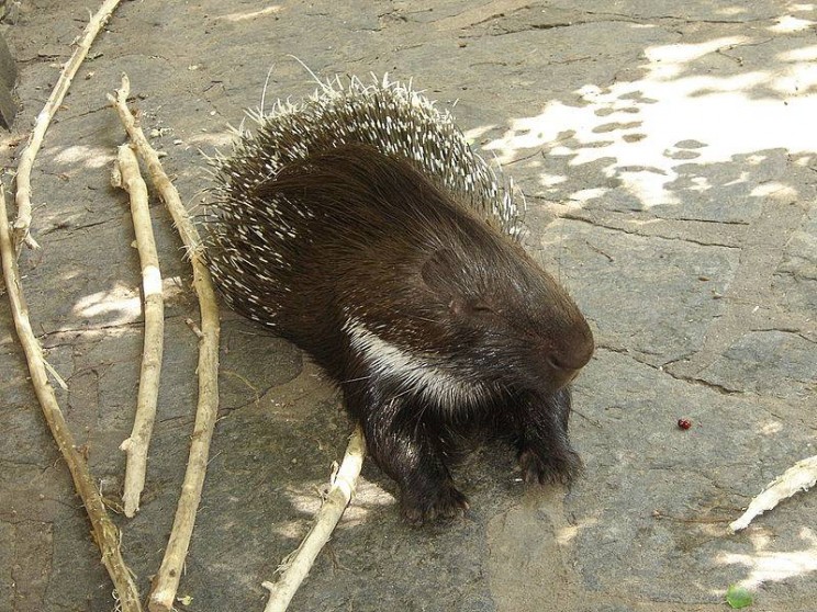 11 of the Greatest Defense Mechanisms in Nature 11 of the Greatest Defense Mechanisms in Nature