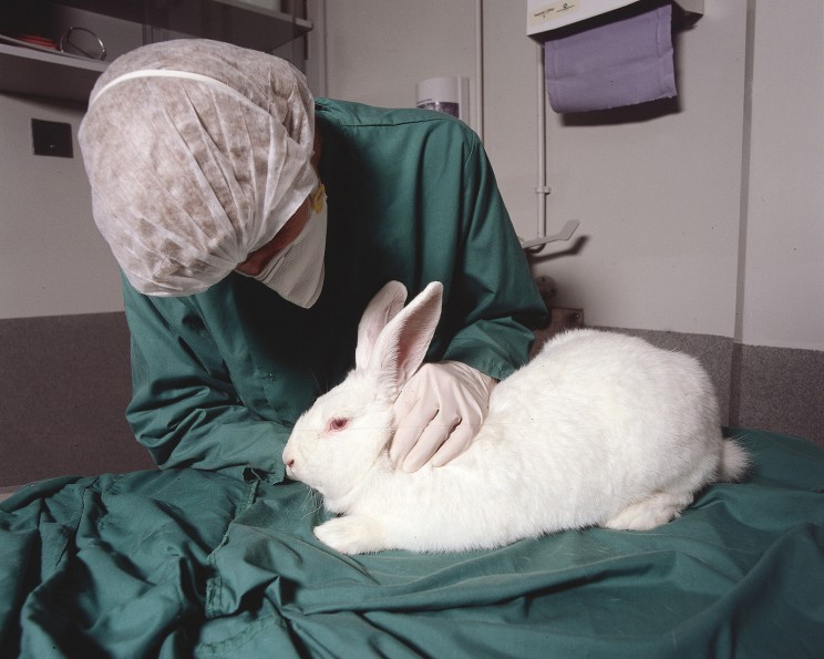 Is It Time to End Animal Testing?: How Technology Can Replace Animals