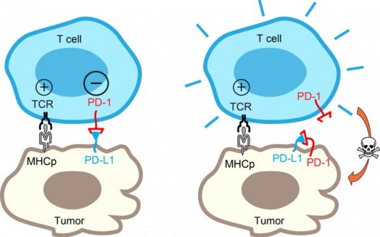 Newly Discovered Process May Lead Cancer Tumors to Neutralize Themselves