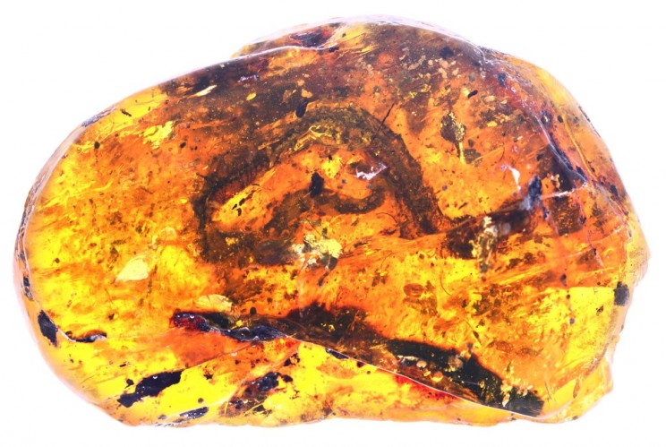 World's First Known Ancient Baby Snake Fossil Discovered Preserved in Amber