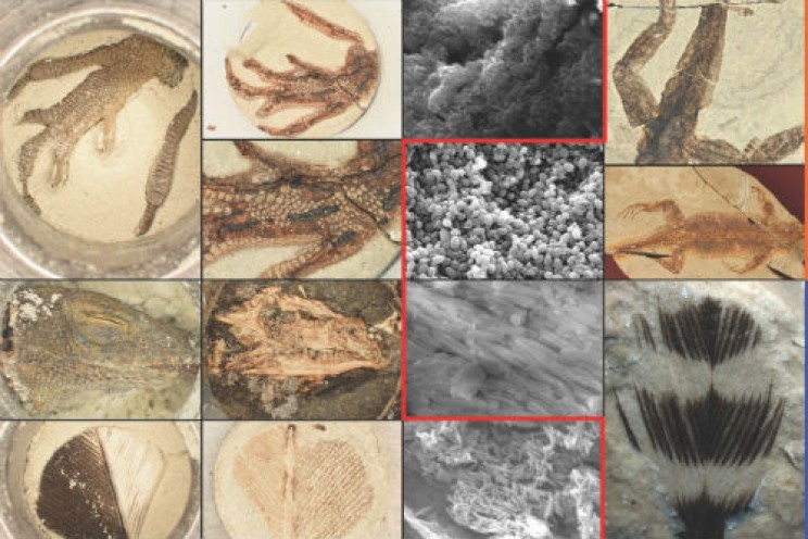 Synthetic Fossil Researches Develop New Methods to Simulate the Fossilization Process In Just One Day