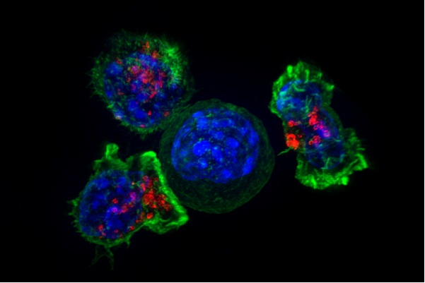 11 Developments and Discoveries in Human Biology and Medicine Over the Past Ten Years 11 Developments and Discoveries in Human Biology and Medicine Over the Past Ten Years