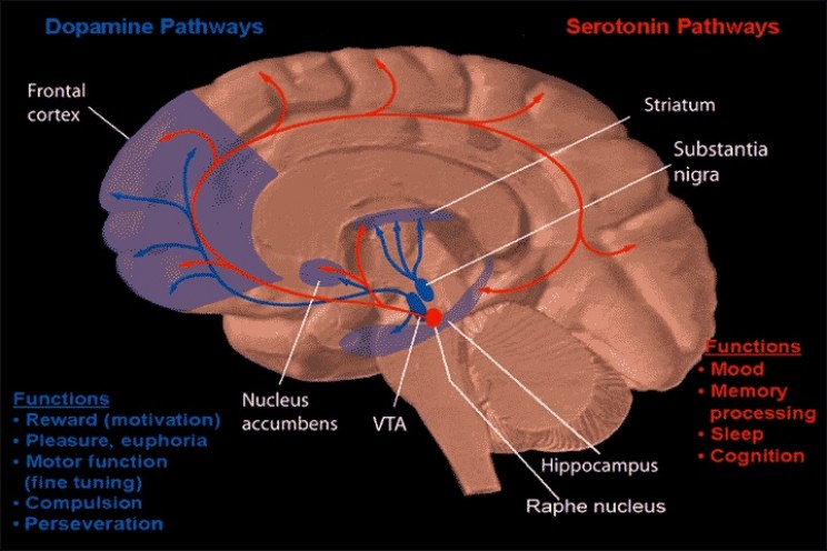 11 Interesting Discoveries of the Brain Over the Past Ten Years 11 Interesting Discoveries of the Brain Over the Past Ten Years