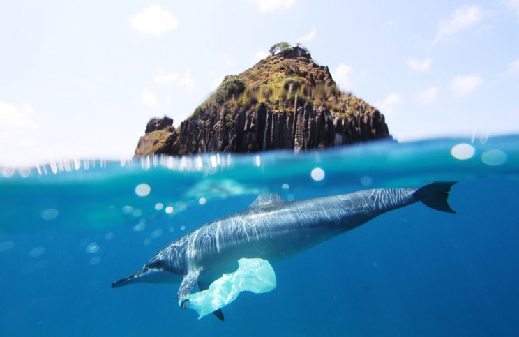 Pilot Whale Dies in Thailand After Swallowing 8 Kilograms of Plastic Bags Pilot Whale Dies in Thailand After Swallowing 8 Kilograms of Plastic Bags