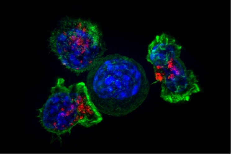 11 Developments and Discoveries in Human Biology and Medicine Over the Past Ten Years 11 Developments and Discoveries in Human Biology and Medicine Over the Past Ten Years