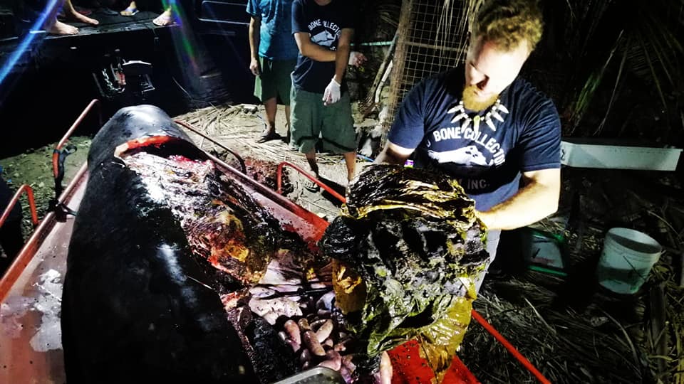 Young Whale Starved to Death with More Than 40 Kilograms Plastic in Its Stomach Young Whale Starved to Death with More Than 40 Kilograms Plastic in Its Stomach
