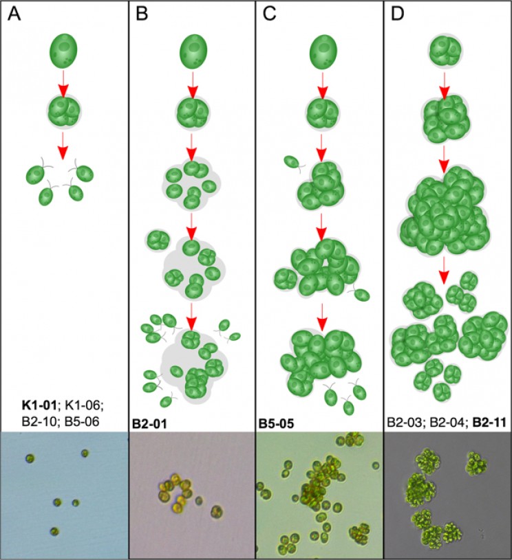 Incredible Research Replicates Transition from Unicellular to Multicellular Life Incredible Research Replicates Transition from Unicellular to Multicellular Life