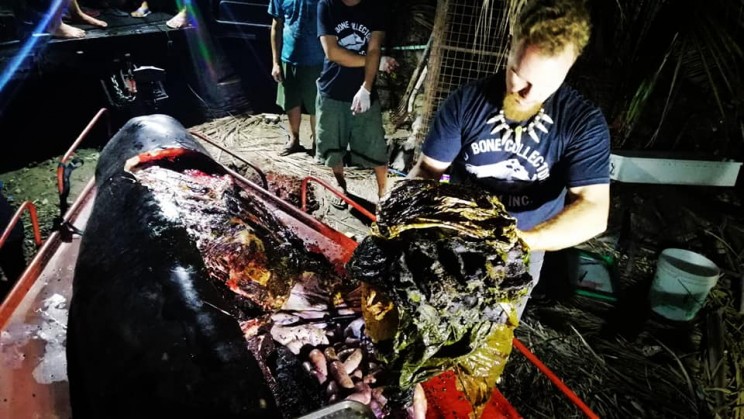 Young Whale Starved to Death with More Than 40 Kilograms Plastic in Its Stomach Young Whale Starved to Death with More Than 40 Kilograms Plastic in Its Stomach