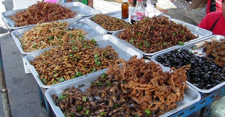 The Explosion of Insect Protein