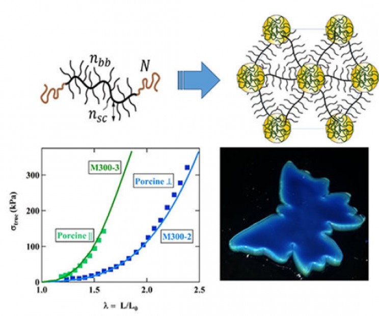 These New Transplant Polymers Mimic Chameleon Skin