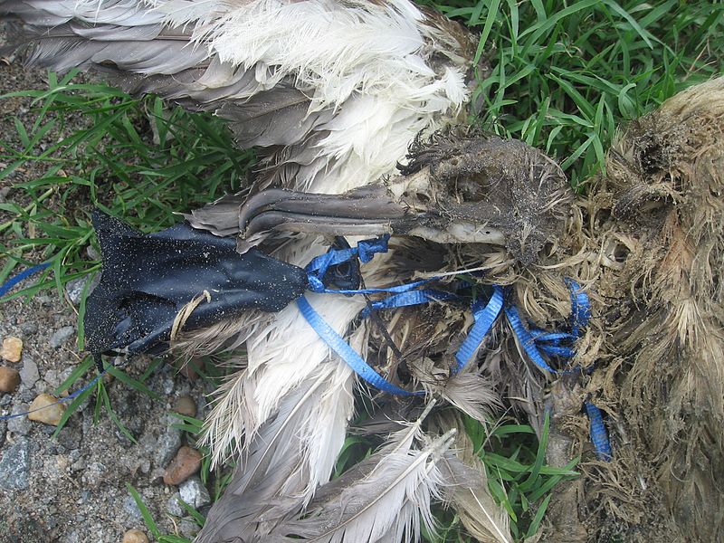 EU Wants to Ban Single-Use Plastic Products EU Wants to Ban Single-Use Plastic Products