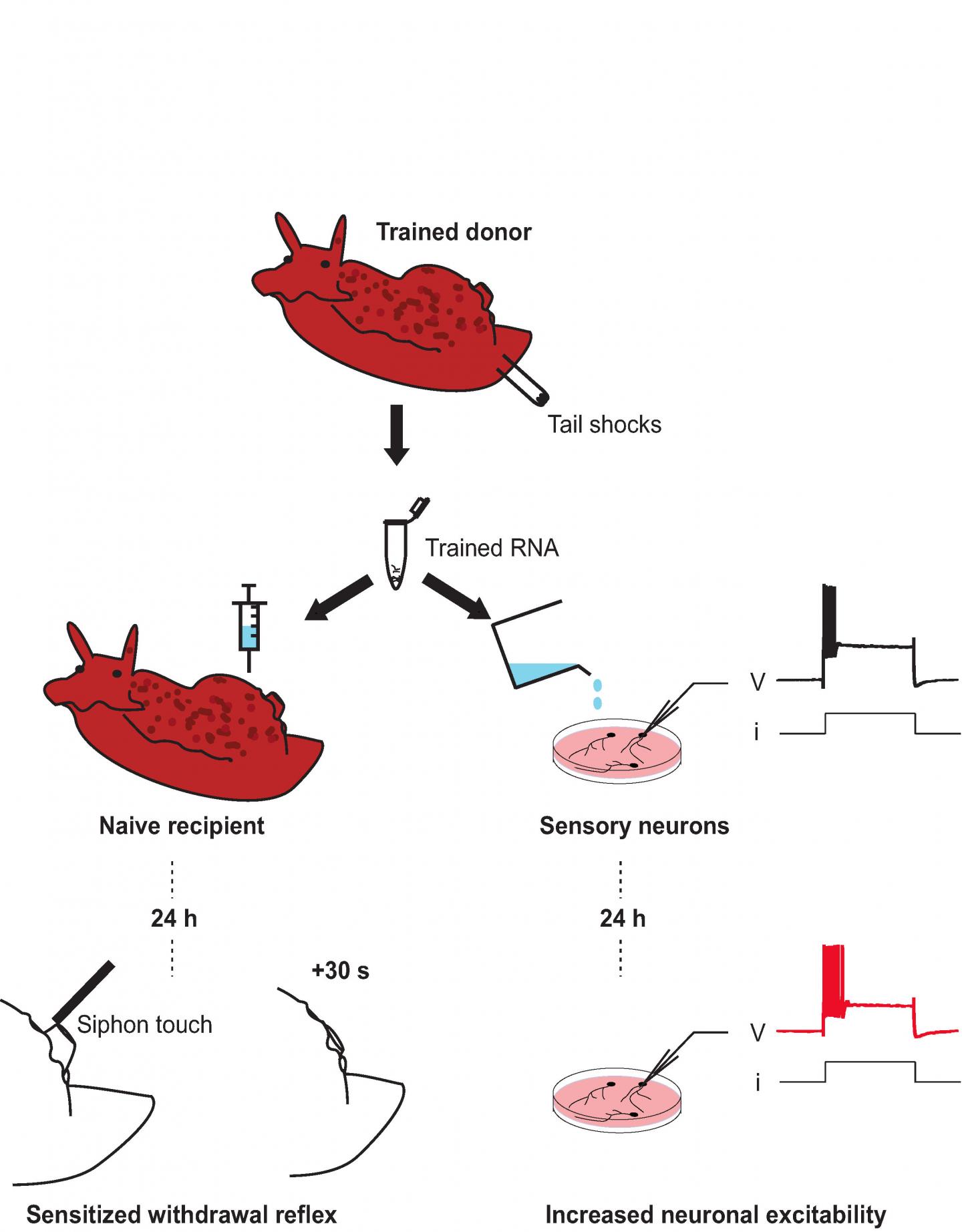 Scientists Successfully Transfer Memories Between Two Sea Snails Scientists Successfully Transfer Memories Between Two Sea Snails