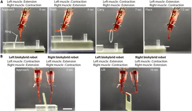 how biohybrid robots work How biohybrid robots work, biorobotic fingers