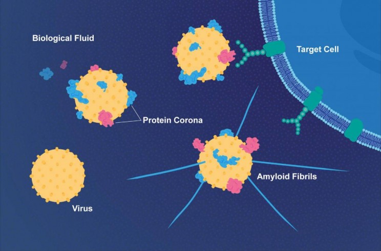 Virus-Protein-Corona Virus Protein Corona