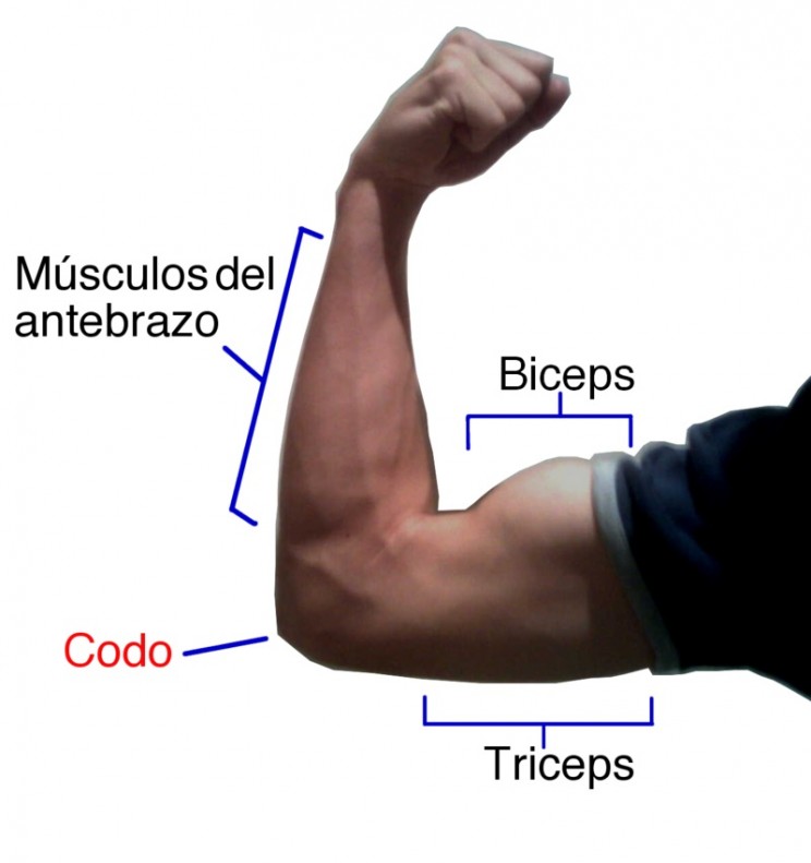 Antagonistic Bicep and Triceps Antagonistic Bicep and Triceps Biorobotics