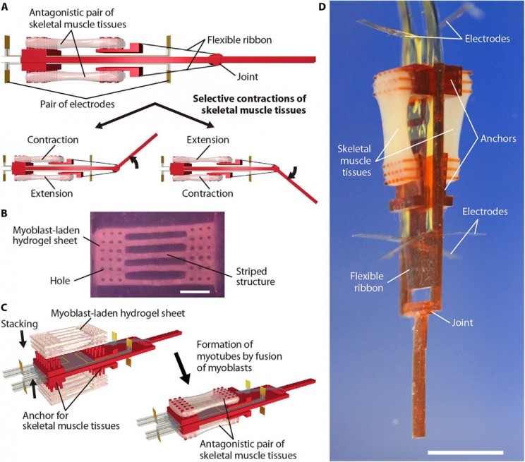 Biohybrid robot finger How a Bio Hybrid Robot works