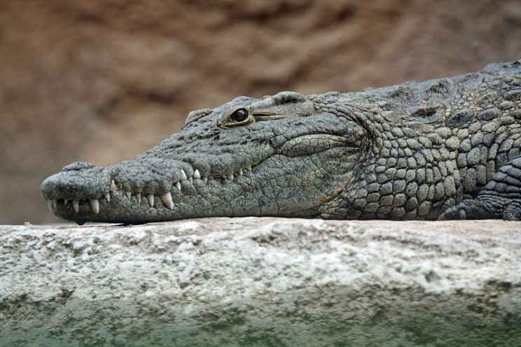 What Researchers Discovered When They Stuck a Crocodile in an MRI Scanner