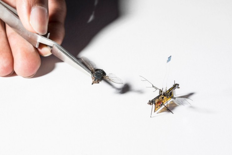 Wireless Robot Fly Undertakes First Independent Flight Wireless Robot Fly Undertakes First Independent Flight