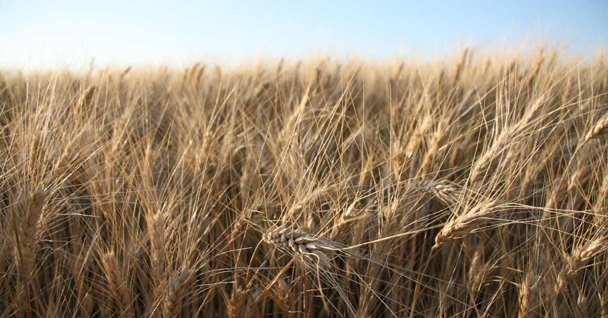 Wheat Wheat