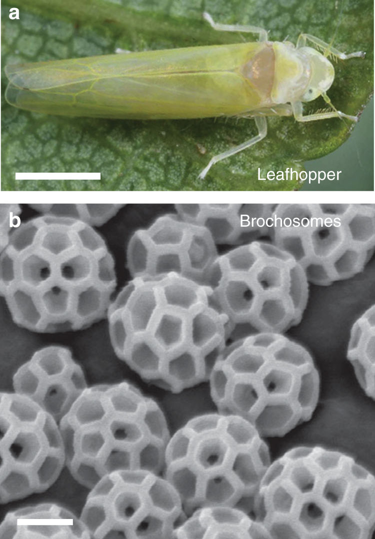 This Insect's Camouflage Strategy Could Help Us Build a Cloaking Device This Insect's Camouflage Strategy Could Help Us Build a Cloaking Device