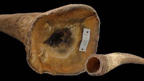 How One Tech Startup is Using 3D Printed Rhino Horns to Stop Poachers How One Tech Startup is Using 3D Printed Rhino Horns to Stop Poachers