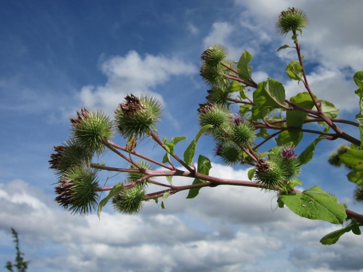 Biomimicry: 9 Ways Engineers Have Been 'Inspired' by Nature Biomimicry: 9 Ways Engineers Have Been 'Inspired' by Nature