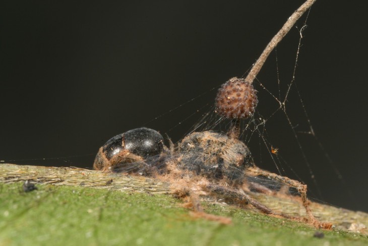These 'Zombie Ants' Helped Inspire Your Favorite Sci-Fi Moments These 'Zombie Ants' Helped Inspire Your Favorite Sci-Fi Moments