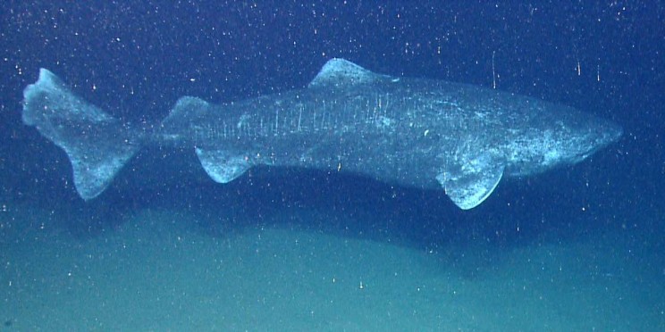 Scientists Say the Greenland Shark Is the Longest-Living Vertebrate on Earth