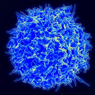 Cell Therapy: The Engineering Behind CAR-T Cell Modification